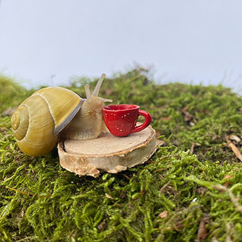 Weinbergschnecke trinkt aus einer Miniaturtasse